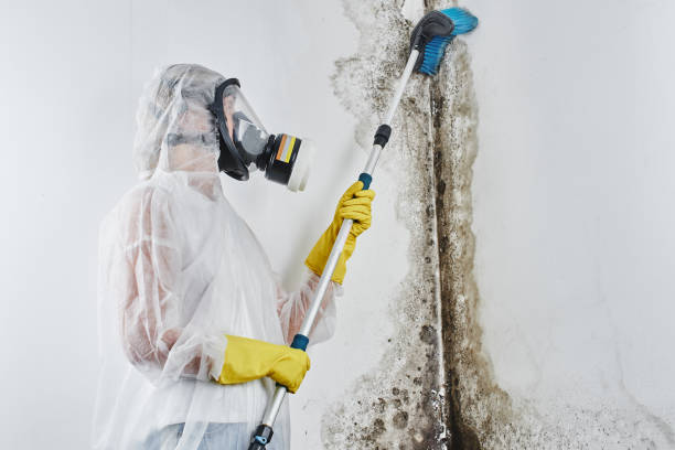 Best Water damage cleanup near me  in Staples, CT