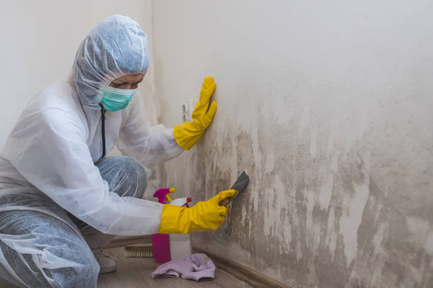 Best Mold removal after water damage  in Staples, CT